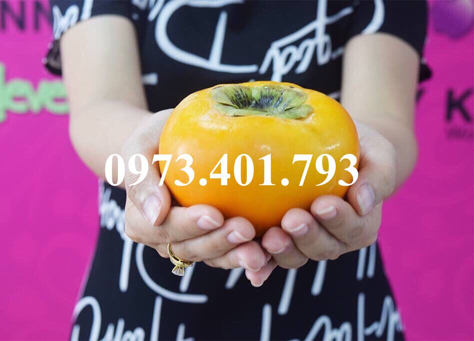 Cây giống hồng nhật